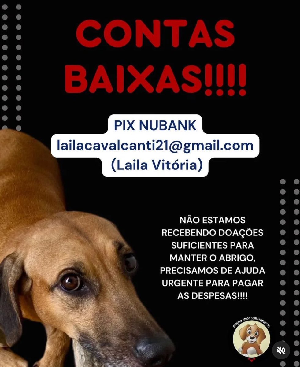 Projeto Amor Sem Fronteiras 🐾 tweet media