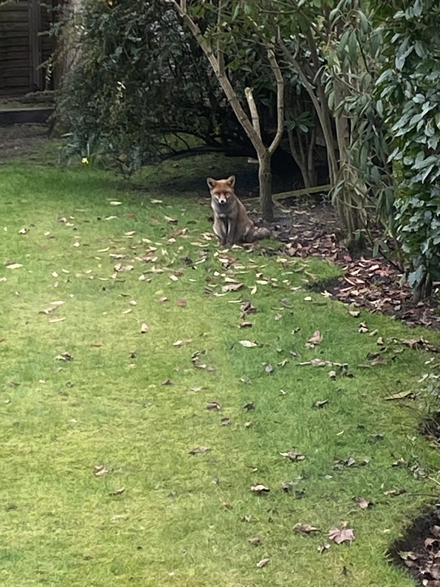 Urban Fox is waiting for Sunday lunch leftovers.