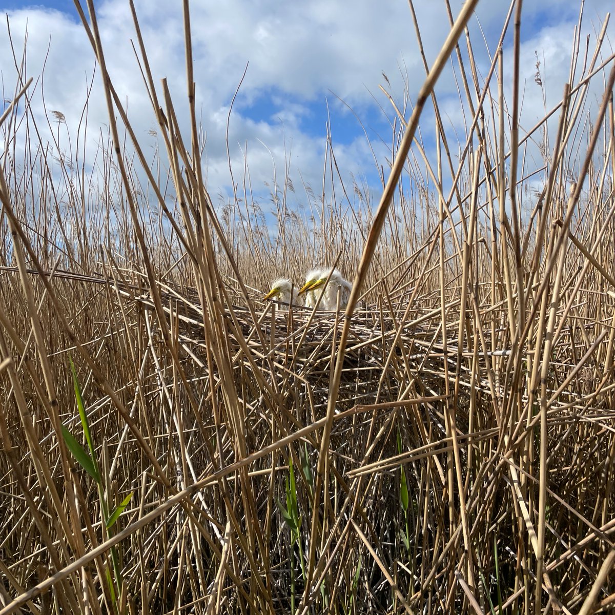 It's been confirmed that 2024 was another record-breaking year for great white egrets! 🙌

On the <a href="/AvalonMarshes/">Avalon Marshes</a> last year:

🪺 54 productive nests were found
👏 100 chicks fledged
📈 31 chicks were ringed

#Somerset #Wildlife #SomersetLevels <a href="/WildlifeTrusts/">The Wildlife Trusts</a>