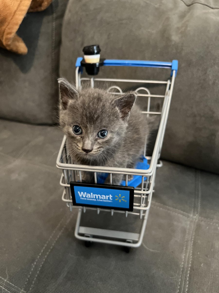 cats with jobs 🛠 tweet media
