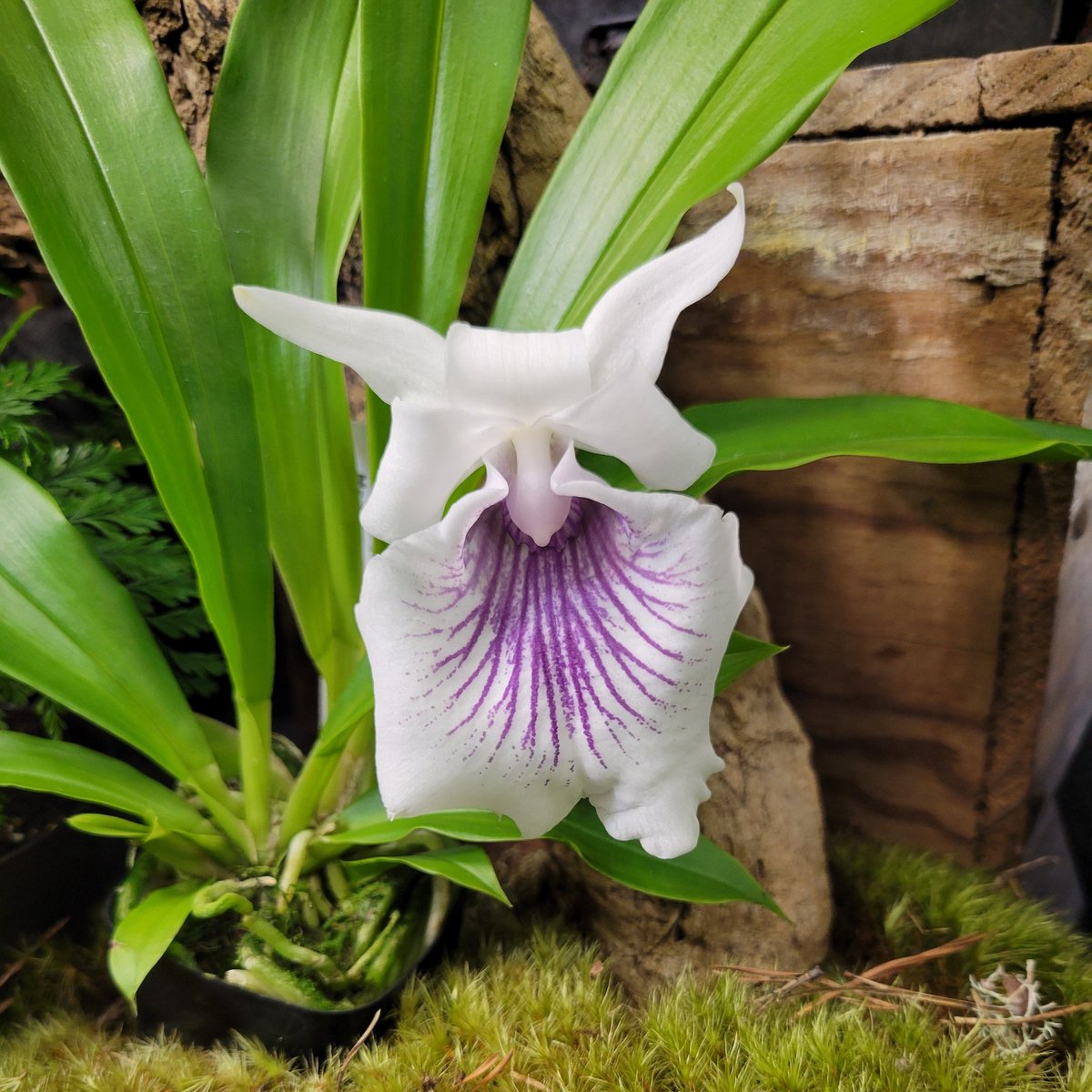 Josh III tweet media