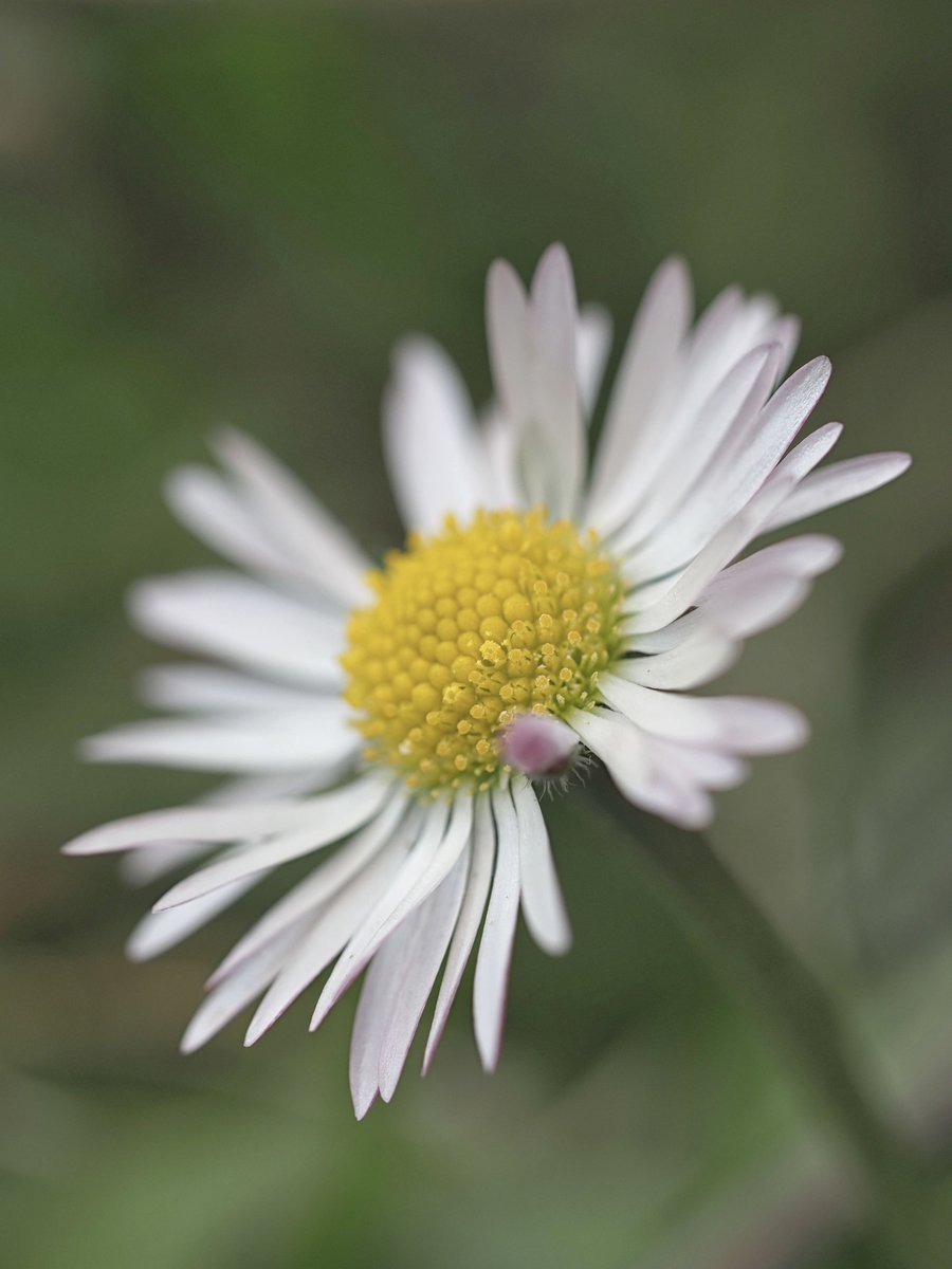 Daisy portrait. #WildflowerHour