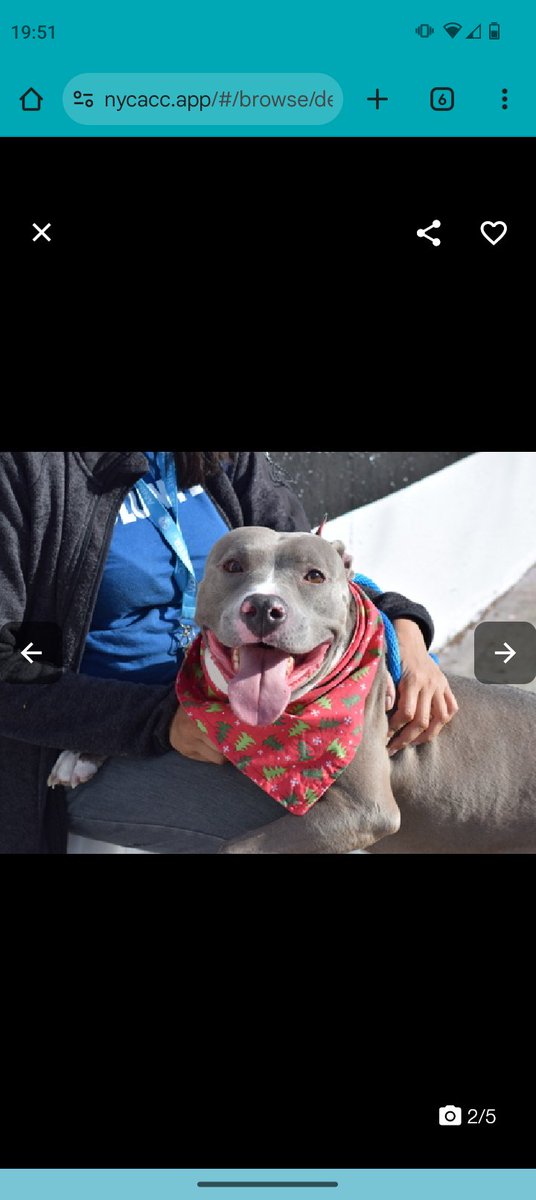 samj_jane's tweet photo. ❌ Priority placement ❌
149158 #Quacc 87d
Meet Mack 5yr friendly playful smiley boy hes still waiting on his special human 2whisk him away from shelter life its wearing him down he needs out ASAP notes below pls watch his vid 🙏Dm @CathyPolicky #AdoptMe #FostersSaveLives https://t.co/NRJYvjPbIR