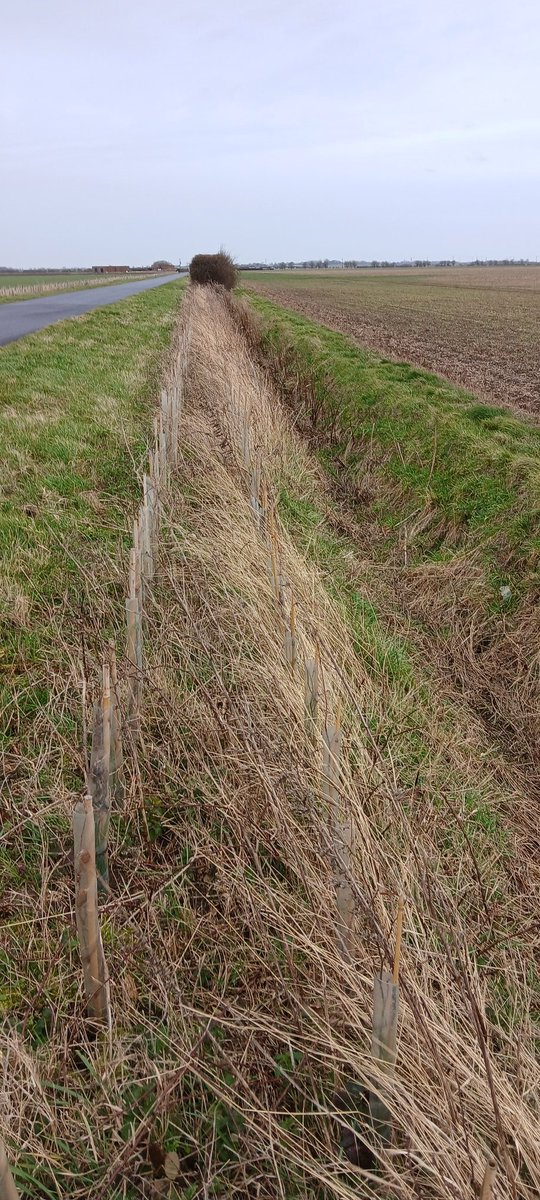 I'm curious at the thinking of the hedge planter. On this wide verge why plant a double row to walk down the ditch, need annual cutting and impact on current ditch annual work.
Single row 3 foot into verge would make more room for growth and function. #Agriculture