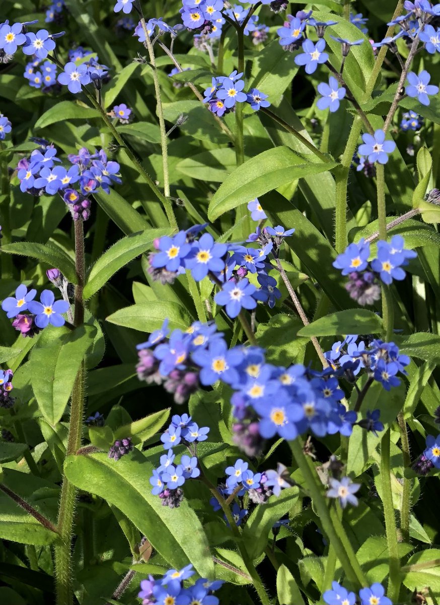 Forget-me-nots outside Ives #WildflowerHour