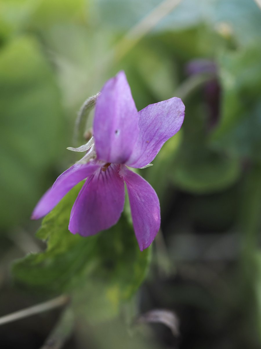 A bright pink Sweet violet. #WildflowerHour