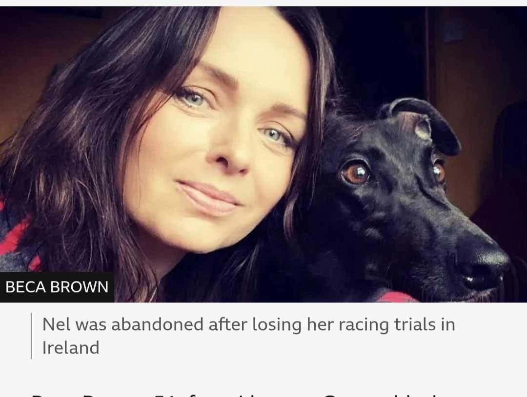 greyhoundclare's tweet photo. It never fails to amaze me the lengths people will go to when they have an agenda.
This dog was a non chaser that they got from a rehoming centre with its passport etc, not abandoned at all https://t.co/HiLpqKUtfZ