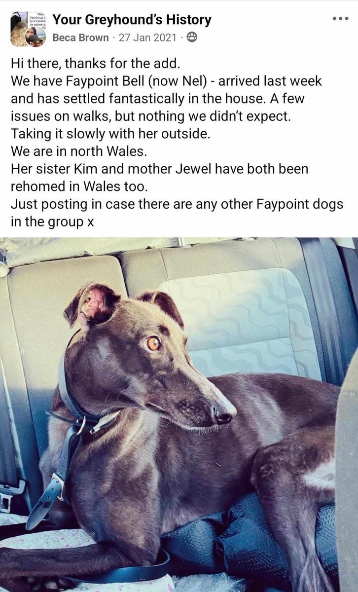 greyhoundclare's tweet photo. It never fails to amaze me the lengths people will go to when they have an agenda.
This dog was a non chaser that they got from a rehoming centre with its passport etc, not abandoned at all https://t.co/HiLpqKUtfZ