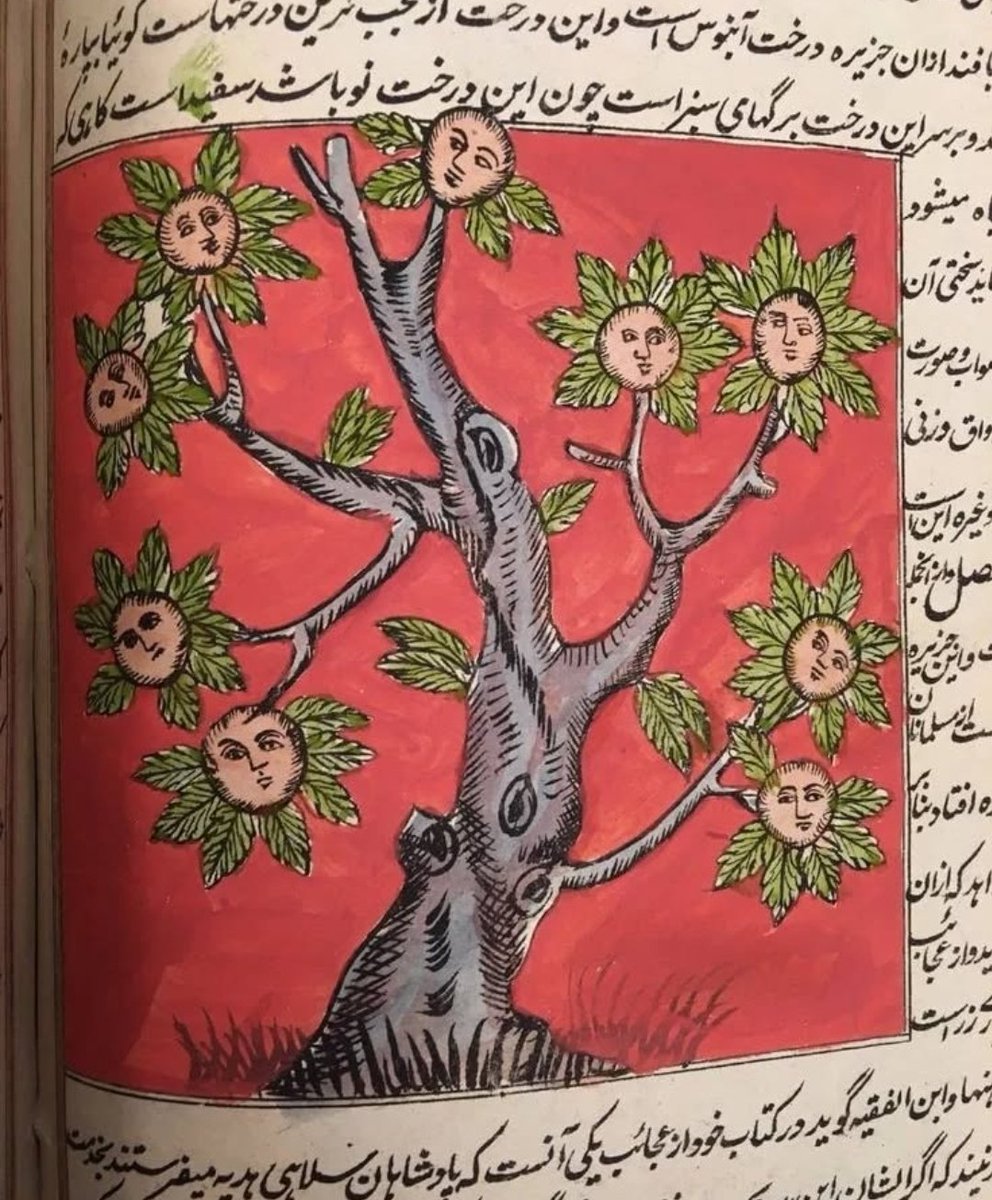 felanhaminjoory's tweet photo. در مورد درخت واق چیزی شنیدین؟ https://t.co/UBeEKZGrnI