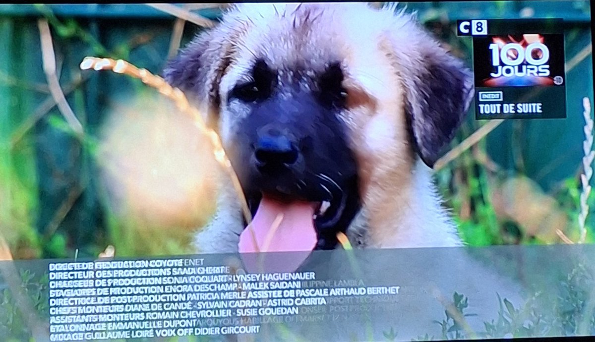 MisterXavier1er's tweet photo. Et voilà c'était la der des ders d'animaux à adopter. C'est bel et bien fini. Entre tristesse et colère 😓 #C8 https://t.co/Jk2nubNPE2