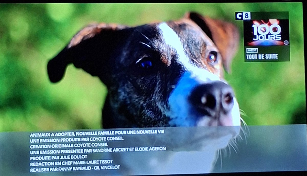 MisterXavier1er's tweet photo. Et voilà c'était la der des ders d'animaux à adopter. C'est bel et bien fini. Entre tristesse et colère 😓 #C8 https://t.co/Jk2nubNPE2