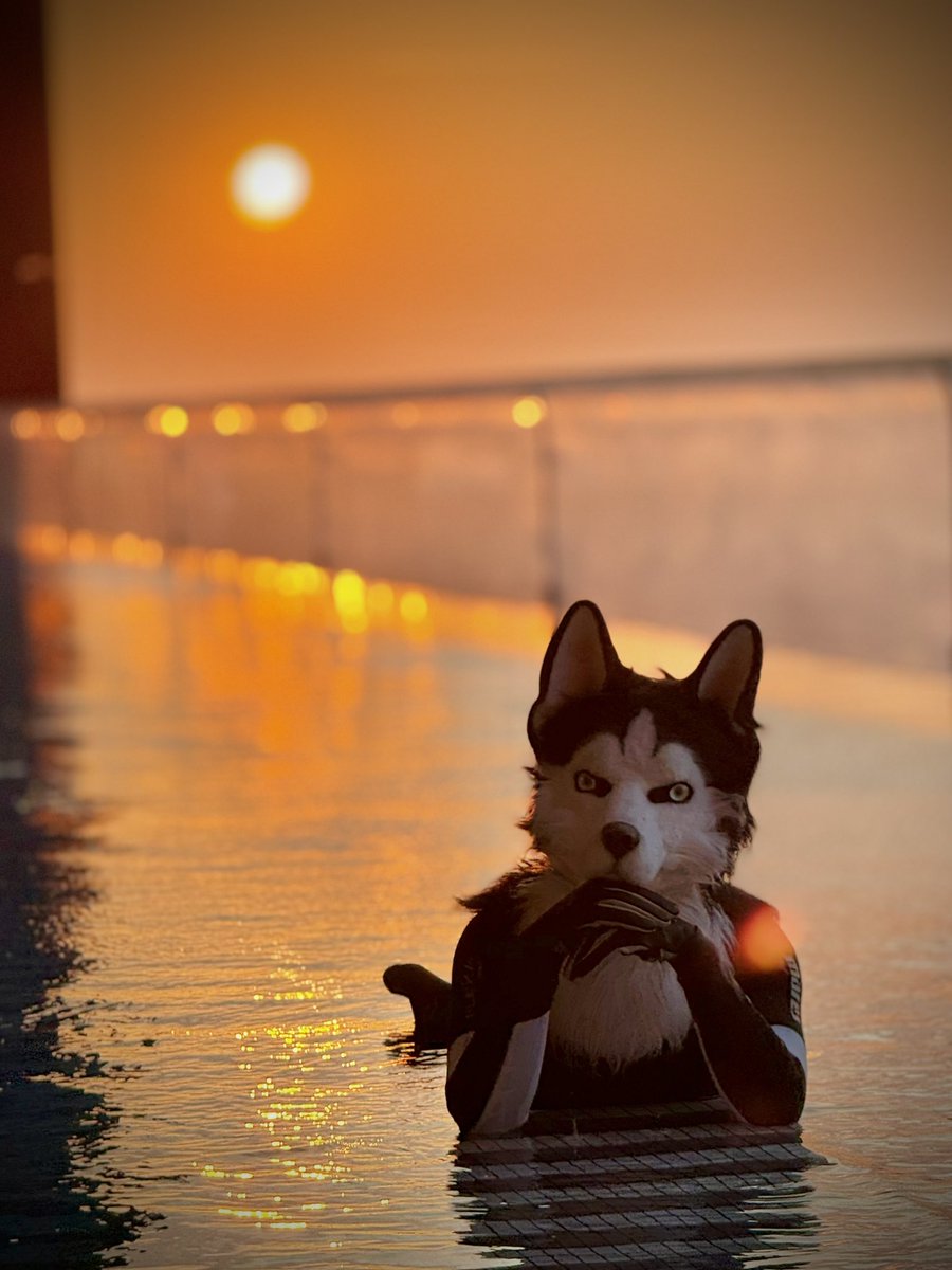 ashcan_wolf's tweet photo. Sunset Magnum🌇
🐺@magnum3182133
#以茶會毛2025 https://t.co/gvMYyUaNjU