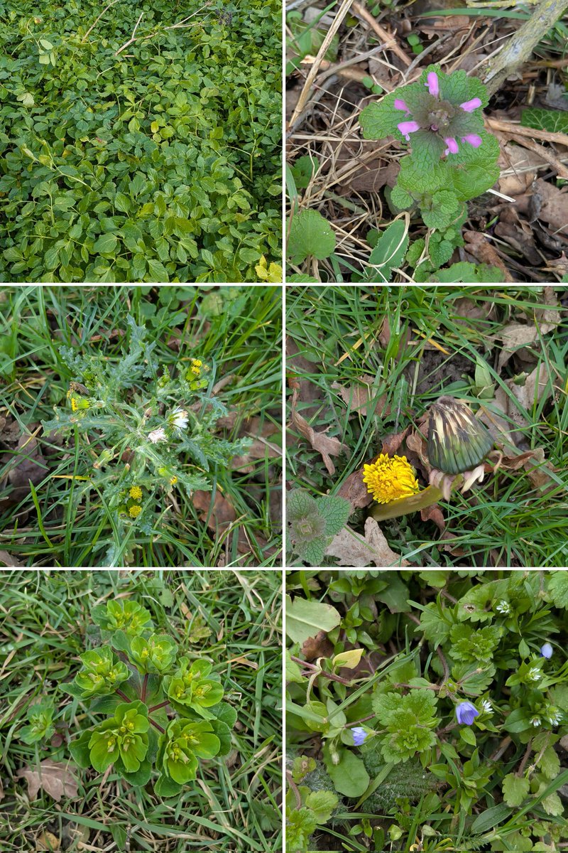 For #WildflowerHour eyes down for signs of spring along the field edges today -  Alexander, Red dead nettle, Groundsell, Dandelion,Spurge and Field Speedwell - I think🤔