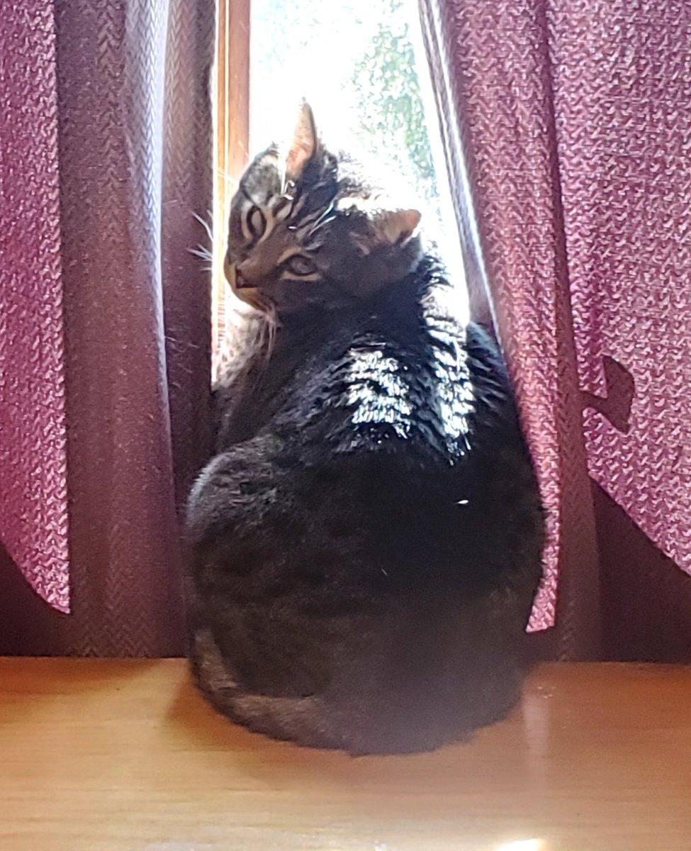 melvis 🇺🇸 tweet media