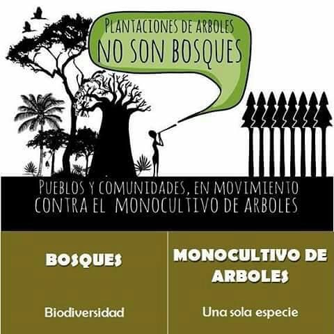 Los monocultivos no son bosques 🌳🌳🌳