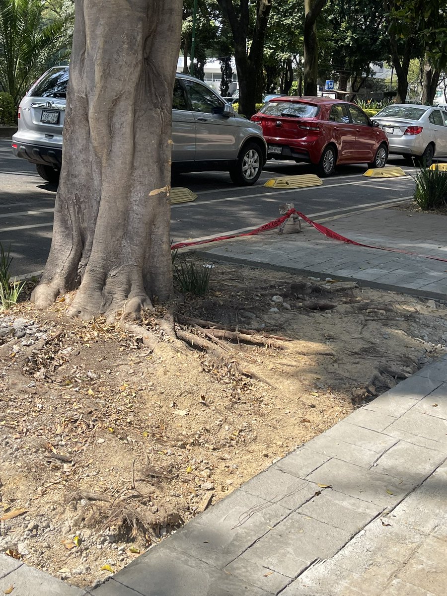 Argentina Feminista🇵🇸 (@argentinamex) on Twitter photo En el parque de los venados, sin ningún cuidado cortaron las raíces del árbol, antes de pensar en riego para evitar el crecimiento las cortan, por eso se caen con vientos. <a href="/BJAlcaldia/">Alcaldía de Benito Juárez</a> <a href="/supercivicosmx/">Los Supercívicos</a> En el parque de los venados, sin ningún cuidado cortaron las raíces del árbol, antes de pensar en riego para evitar el crecimiento las cortan, por eso se caen con vientos. <a href="/BJAlcaldia/">Alcaldía de Benito Juárez</a> <a href="/supercivicosmx/">Los Supercívicos</a>