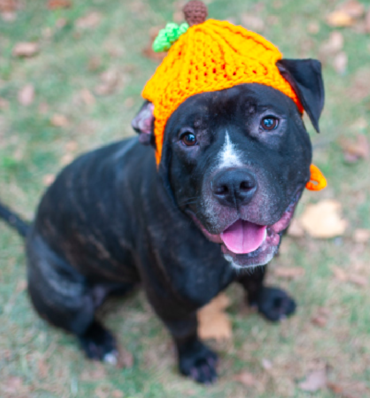 zjnov22's tweet image. 🌟Bart💓🐕 #Queens ACC🚨 Bart is so so sweet💞! He has been
described as a “bundle of love”♥️ and a “charming guy” who “loves
cuddles”🤗 Please #adopt Bart if you can🌠🌹❣️ #NewYork #NYC
🌟adopt@nycacc.org🌟 💕#AdoptDontShop💕 ID #206965 #NY