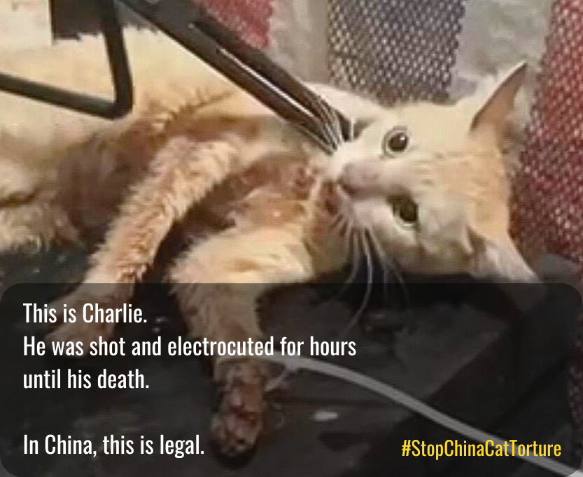 felineguardians's tweet photo. These are the eyes of one of the thousands of torture victims killed in China. Charlie spent the final couple of hours of his life being shot with a compound bow while being electrocuted, dozens of times. 

Why is this legal?

#StopChinaCatTorture #VoiceForTheVoiceless https://t.co/pRPyXXHgjE