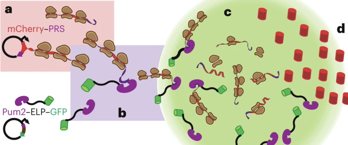 Daniel Shapiro tweet media