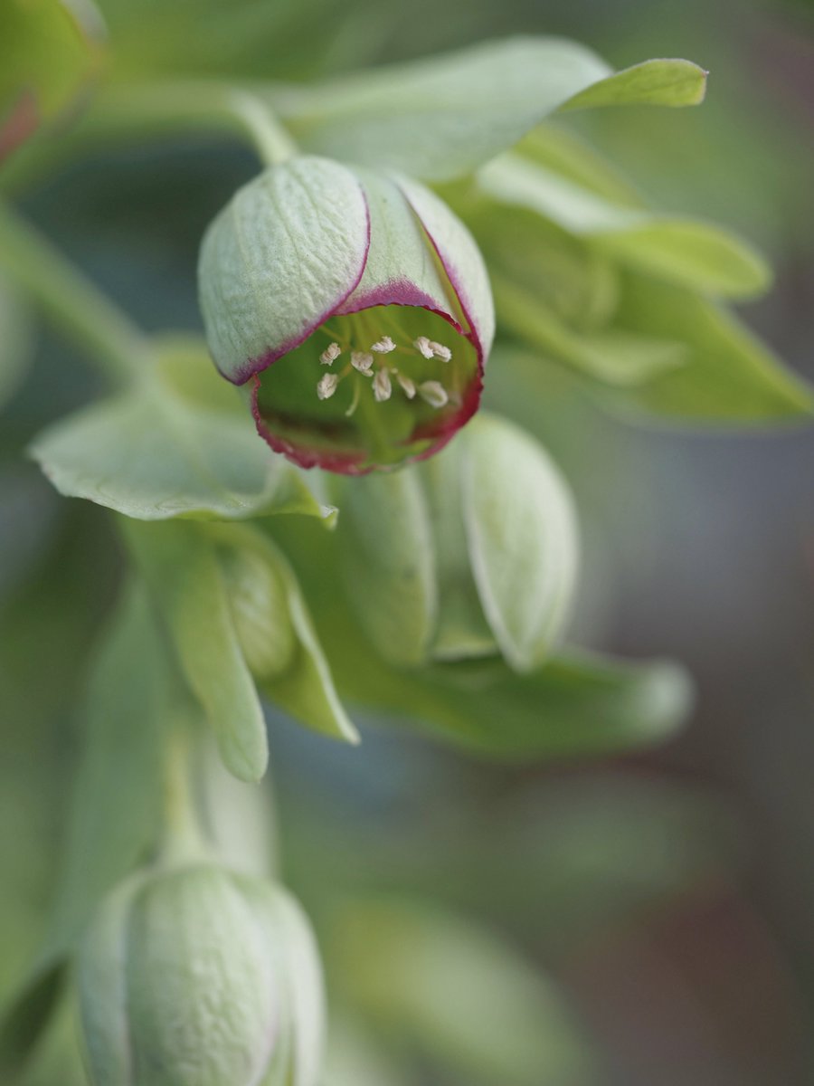 Stinking hellebore. #WildflowerHour