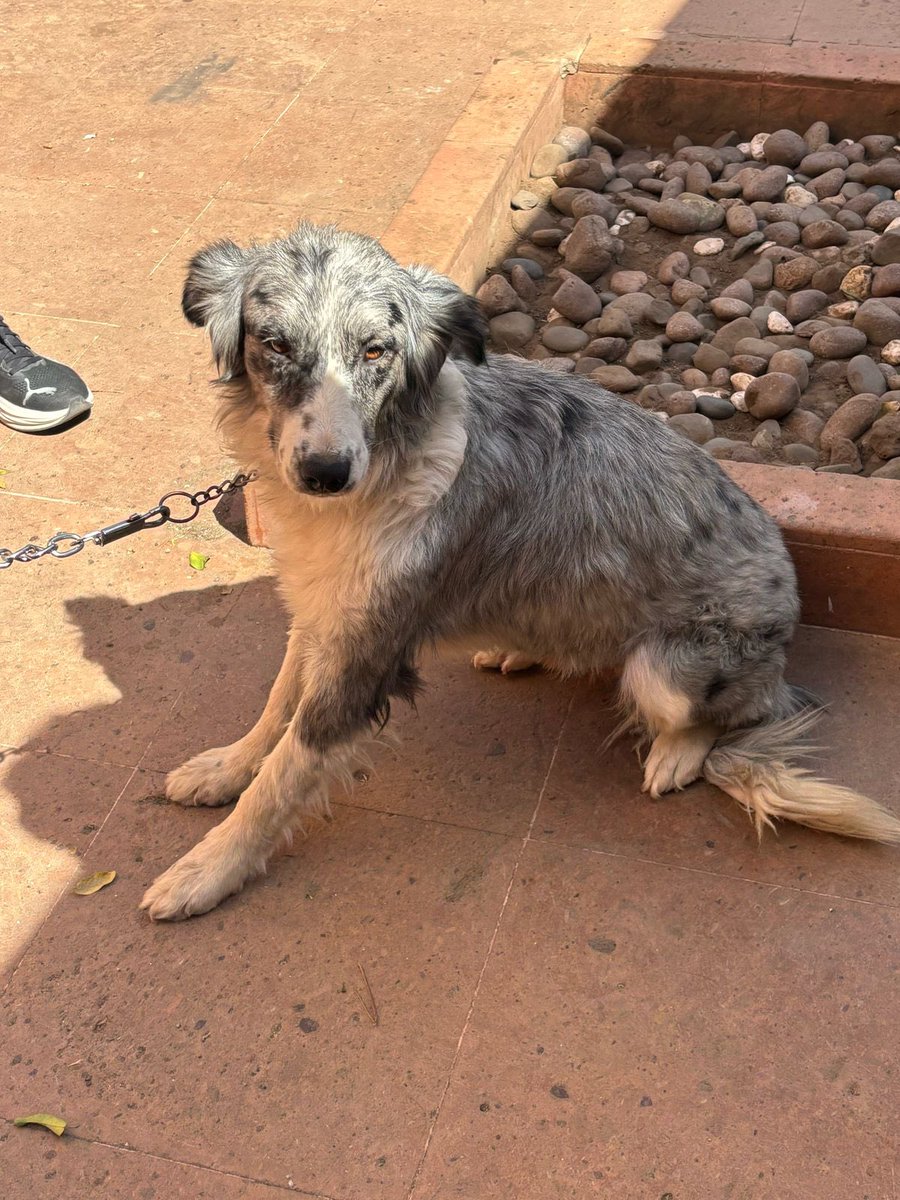 CiudadanoMex22's tweet photo. Hoy es un día en que pueden ser adoptados hasta 5 peluditos que tenemos en adopción.
Se fué la primera, una Border Collie rescatada!!! Se llama Bonnie!!! Que sea feliz en su nuevo hogar!!!
#huellitas
#RescatadosLomitos https://t.co/pRBJso2ZCV
