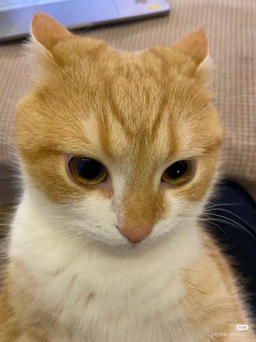 PunchingCat's tweet photo. are his ears allowed to do this?!?! https://t.co/9Oh6XgA3ZZ