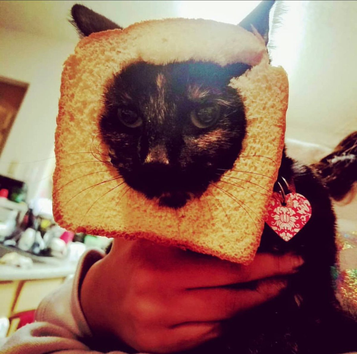 INBREDCATONSOL's tweet photo. In bread cat: the purrfect blend🍞🫵😹🍞 https://t.co/PUcXCUpao6