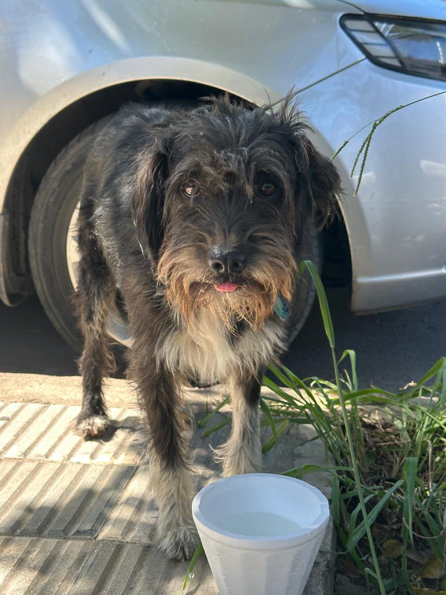 MeliBCastro's tweet photo. Perrito dando vueltas por B Los Plátanos, parece perdido. Entre calles Paniza y Maldonado. Tiene collar.
Está entre esas calles hace 4 días. https://t.co/8GmGnGZGMS