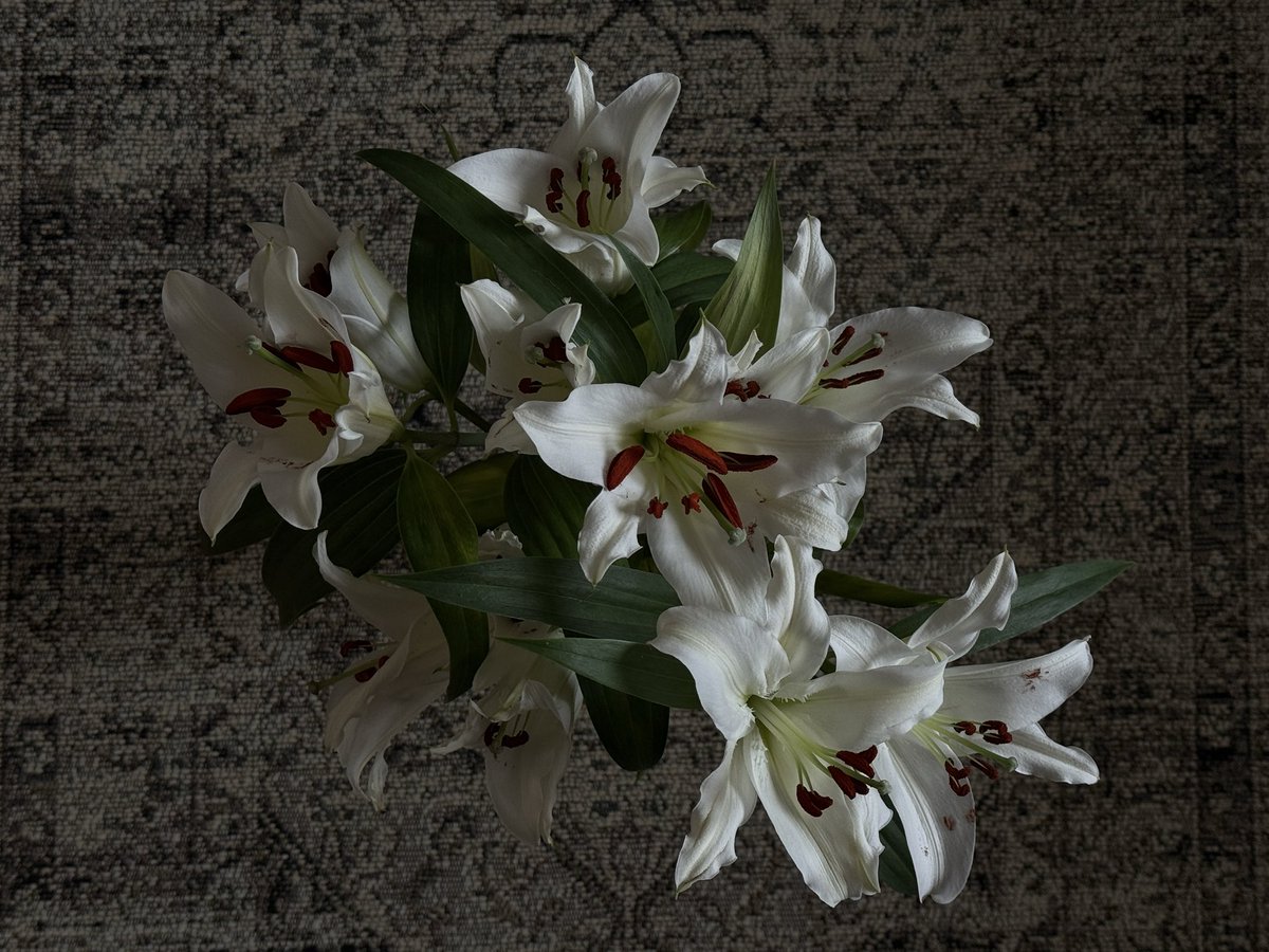 my lilies just bloomed