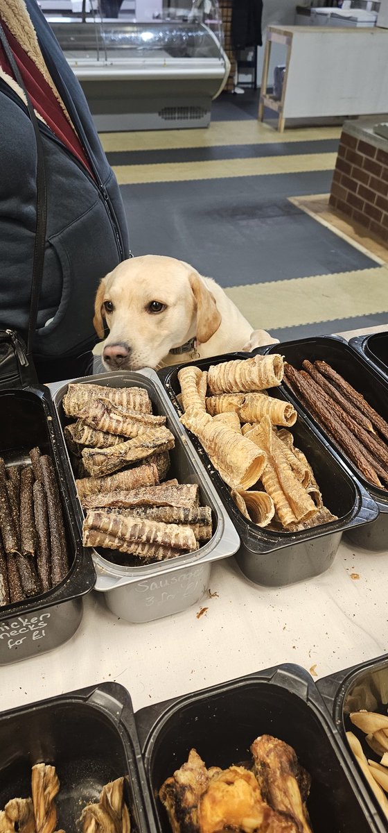 Beadelightful's tweet photo. Maddie approves of Reggie's natural dog treats.
Good job she has a very obedient owner who buys her what she wants... 🐾 
#dogsofreggies @FreemanStMarket https://t.co/wCFgiveCfc