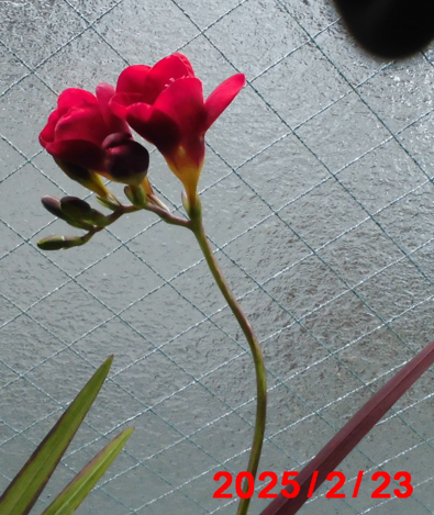 25_Hvl's tweet photo. 本日、正確には昨日2025.2.23　フリージアが開花しました。この赤はいつも早かった気がします。
今年は他も期待できそうです😊 https://t.co/QfrVbpje4j