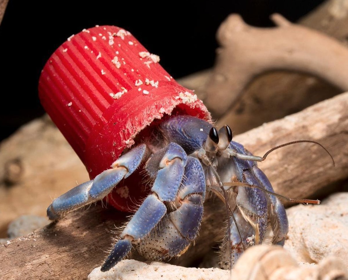 Menno Schilthuizen (@schilthuizen) on Twitter photo In ecology, things are rarely what they seem. Are hermit crabs choosing plastic homes instead of seashells because pollution forces them to? Or does it benefit them?
Many of such conundrums in my new book, The Urban Naturalist (<a href="/mitpress/">The MIT Press @mitpress.bsky.social</a>)
Image from: sciencedirect.com/science/articl… In ecology, things are rarely what they seem. Are hermit crabs choosing plastic homes instead of seashells because pollution forces them to? Or does it benefit them?
Many of such conundrums in my new book, The Urban Naturalist (<a href="/mitpress/">The MIT Press @mitpress.bsky.social</a>)
Image from: sciencedirect.com/science/articl…