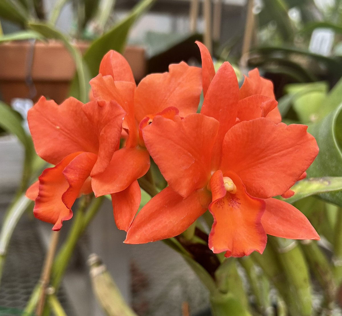 ❤️最珍貴的:  冬天的陽光<a href="/HillwoodMuseum/">Hillwood Museum DC</a> 
❤️最珍贵的:  冬天的阳光
Hillwood Museum