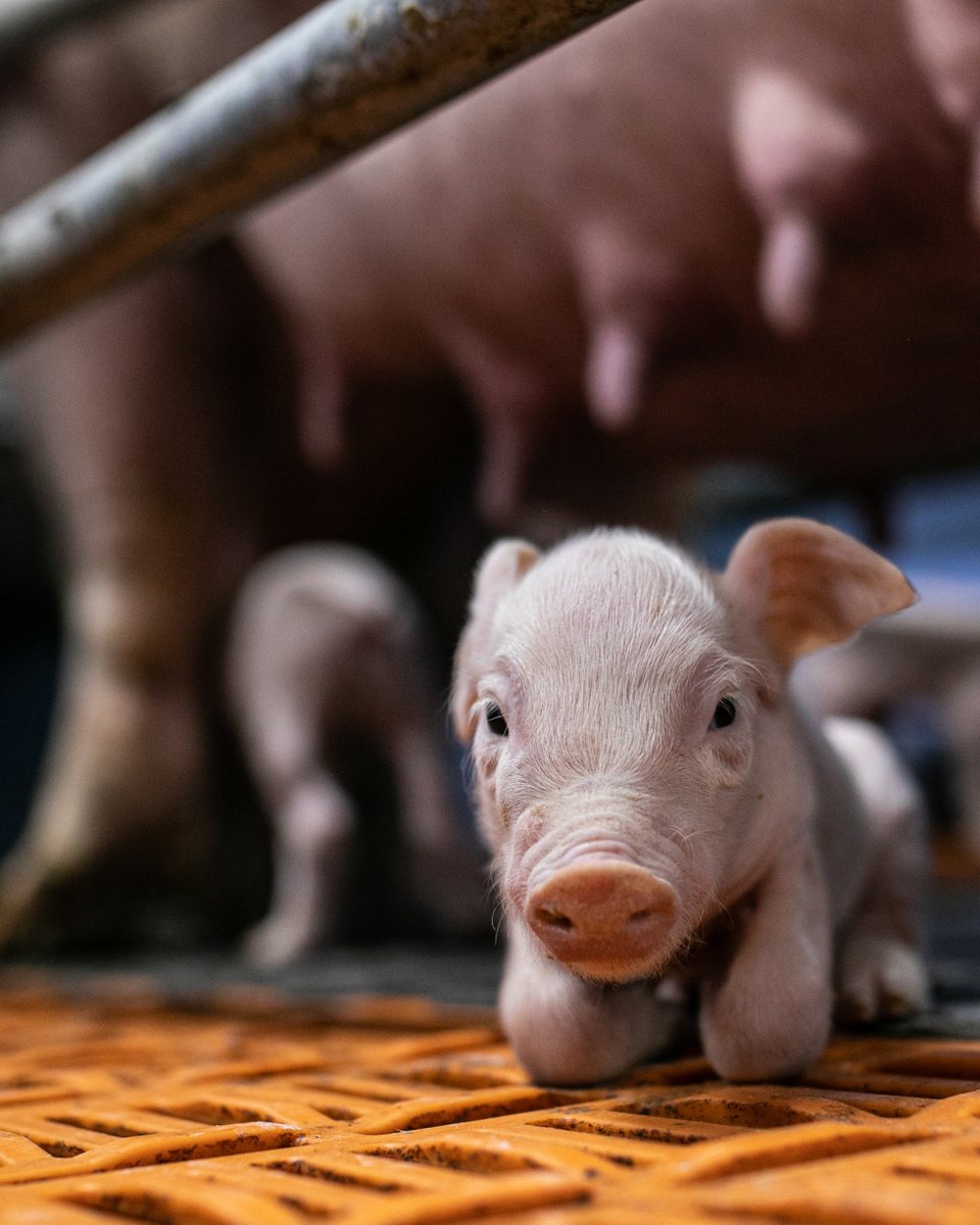 fourpawsint's tweet photo. 🐷💔 The hidden cruelty behind pig factory farming 💔🐷
👉 Share this to spread awareness! Modern farming systems are causing severe animal cruelty. Find out more about it ➡️ https://t.co/OTuy3J39eE
#DoBetterForAnimals #StopTheTrucks #Pigs https://t.co/EllenostR4