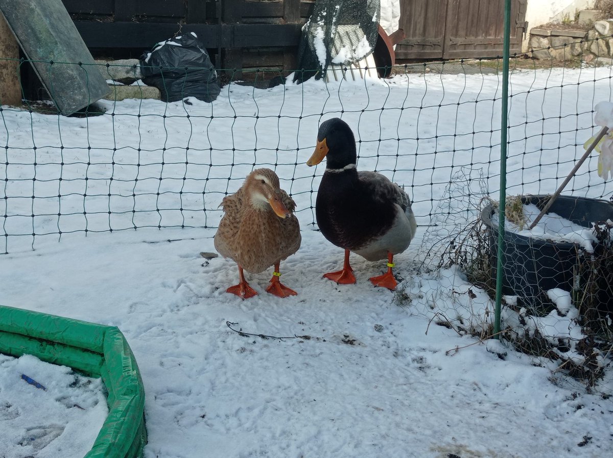 Mandarinente74's tweet photo. Das sind unsere Sachsen-Enten Hermann und Else.
#wahlarena #Wahlsonntag #Ruhepol https://t.co/pMzJKIVG50