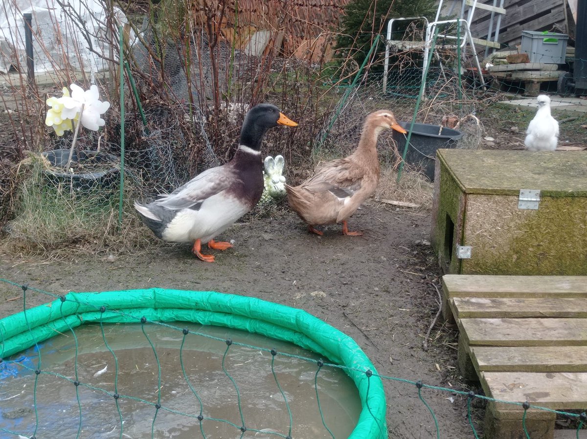 Mandarinente74's tweet photo. Das sind unsere Sachsen-Enten Hermann und Else.
#wahlarena #Wahlsonntag #Ruhepol https://t.co/pMzJKIVG50
