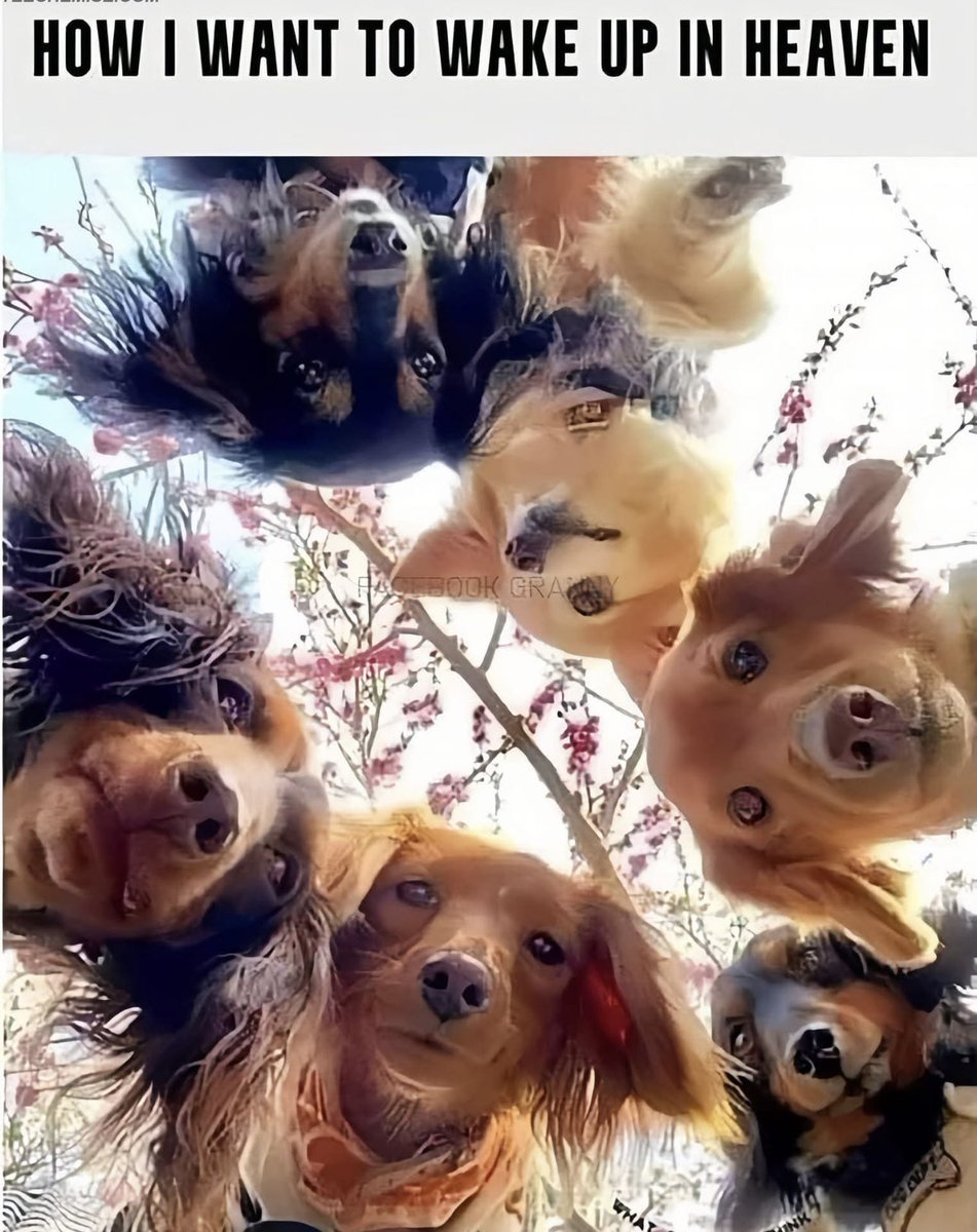 How I want to wake up in heaven, so true! #dogs #dogsoftwitter #love #lovedogs #puppy #PuppyLovers #furbabies #dog