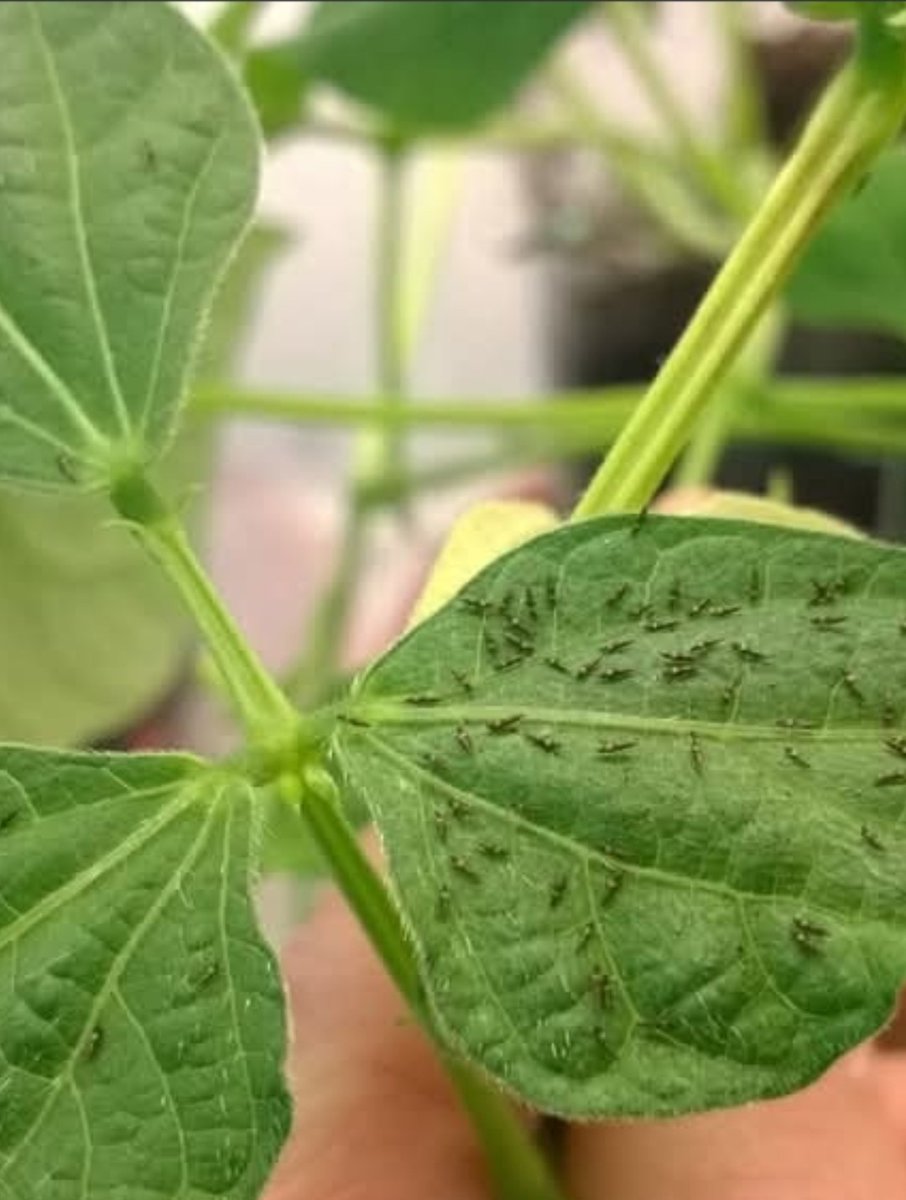 🦑حشرة التربس:
 آفه رفيعةوحجمها صغير تصيب العديد من النباتات . لونها ( الاصفر - البنى - الاسود ) . من اخطر الافات  تقوم بتلف الاغشية .🌱أضرار الافة🌱١-ضعف النبات وتدهور نمو - التشوه للثمار . .🦋طرق المكافحة🦋١-التهوية للتربة - التسميد -التخلص من الحشائش ٤-المكافحة الكيميائية .