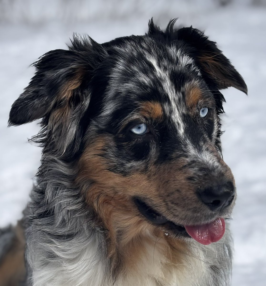 Happy 1st Birthday to this magnificent boy!  You’re my favorite, Feather.