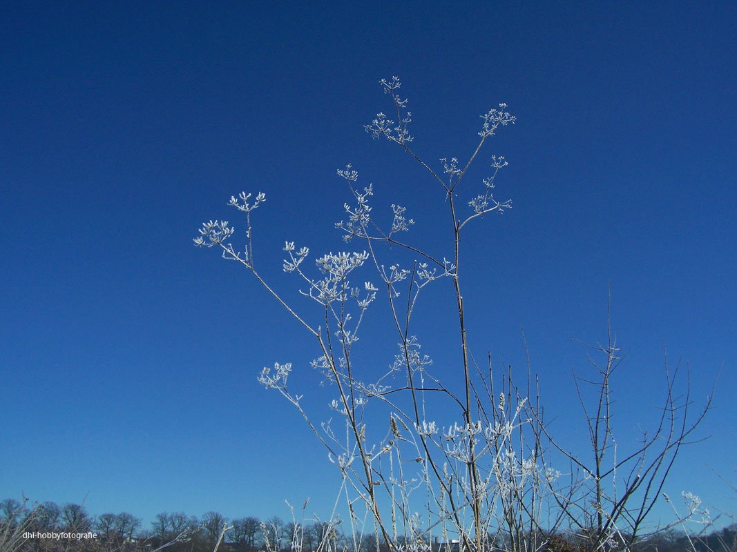 Noch zaubert die Kälte Blüten auf kahle Zweige.