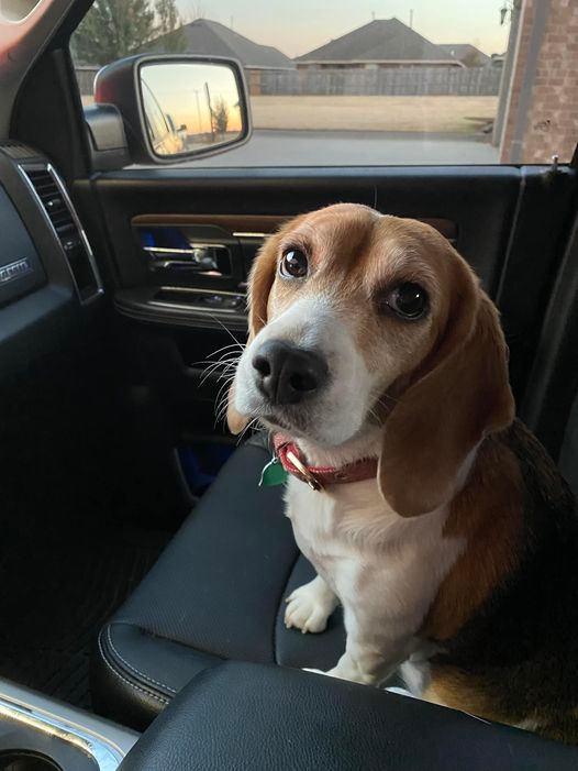 Dear X Family, Stella asks that you PLEASE RT❤️for the 23,000 neglected beagles still inside MBR.