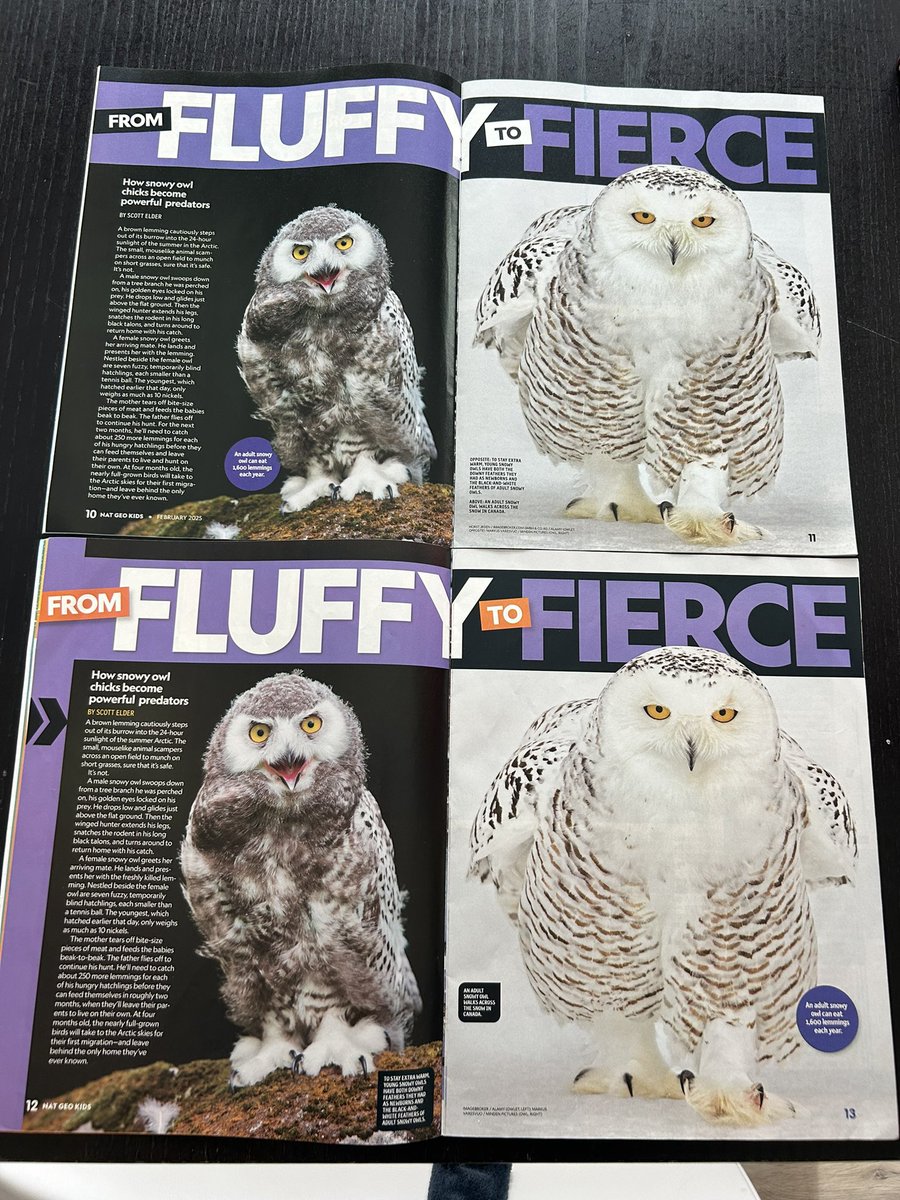 LMacDerm's tweet photo. @NGKids Not loving this duplicate article on snowy owls - Dec 2020 &amp; Feb 2025. My kids are diligent readers and noticed right away. https://t.co/3sqpS2N3rw