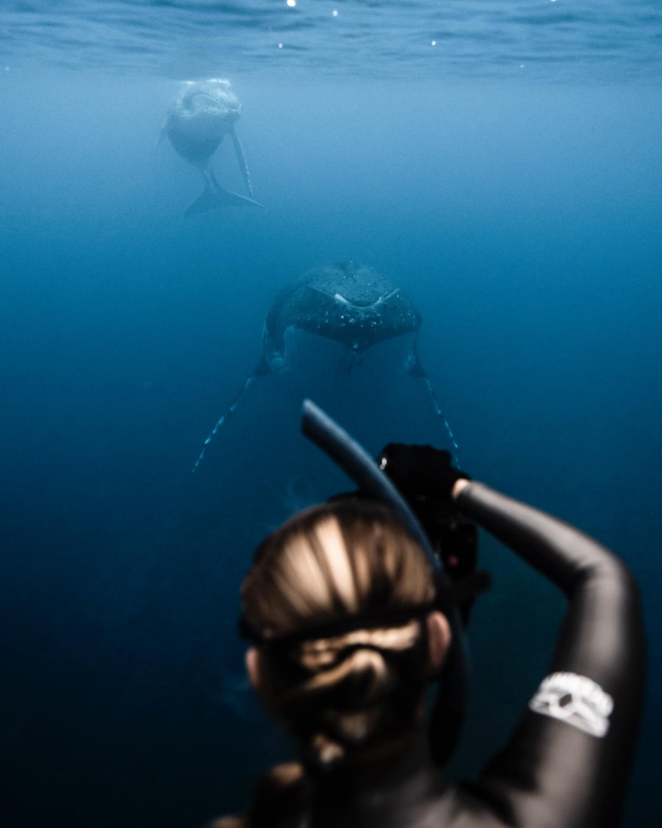 scubadivingyard's tweet image. Favorite part of the earth?….the blue part
#earthday #earthday2024 #ocean #oceanlife #underwaterphotography