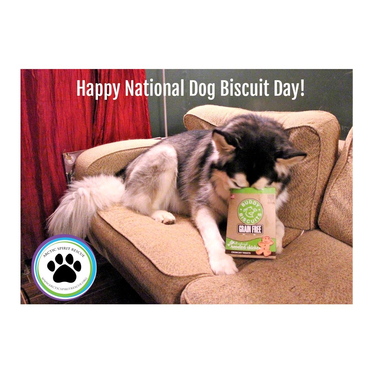 Celebrate! #NationalDogBiscuitDay