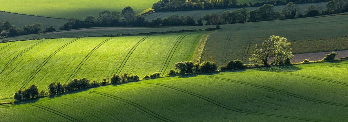 Downland, hedgerows and the odd tree #southdowns