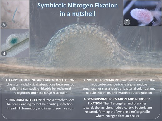 OswaldoValdesl's tweet image. Symbiotic nitrogen fixation: a launchpad for investigating old and new challenges academic.oup.com/jxb/article/do…