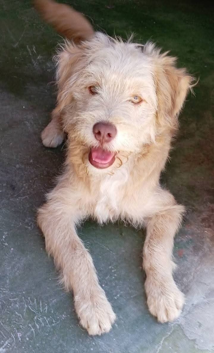 Melissita1204's tweet photo. Hoy gringuito amaneció bajo la lluvia y es muy triste que nadie lo quiera adoptar, es un cachorro machito de 8 meses, ya tiene su vacuna quintuple y está desparasitado con pipeta para sus pulgas también, por favor si alguien desea adoptarlo, escríbanme al 983515748
RT PORFA Lima. https://t.co/CJfn3cZBDD