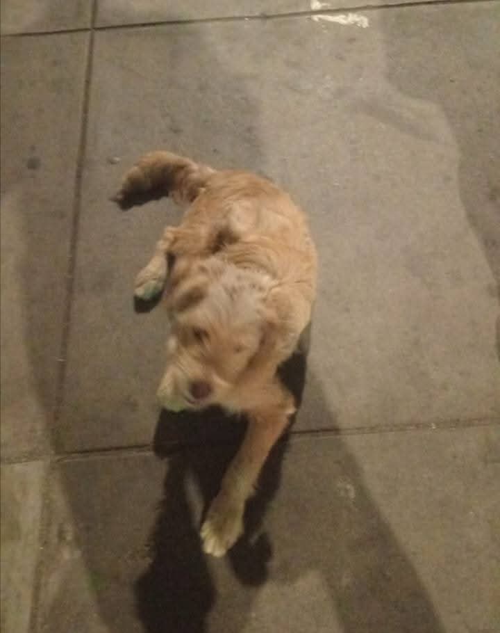Melissita1204's tweet photo. Hoy gringuito amaneció bajo la lluvia y es muy triste que nadie lo quiera adoptar, es un cachorro machito de 8 meses, ya tiene su vacuna quintuple y está desparasitado con pipeta para sus pulgas también, por favor si alguien desea adoptarlo, escríbanme al 983515748
RT PORFA Lima. https://t.co/CJfn3cZBDD