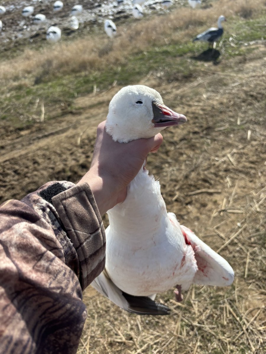 geraldsdicks's tweet photo. Shot this super rare albino mallard. @bigjmac69 could never imagine killing something so legendary https://t.co/0DfZZsOaYA