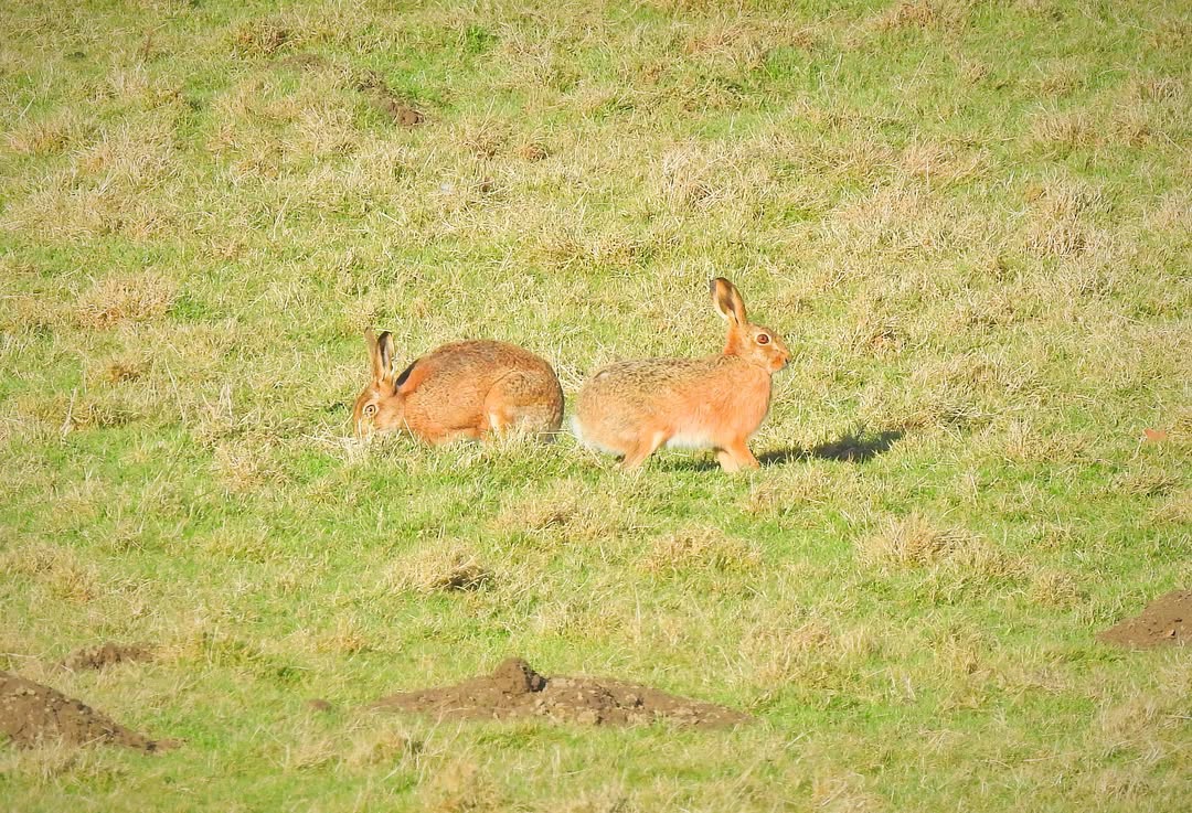 GroundAirPhoto's tweet photo. Herons and Hares from yesterday.🥰Lots happening on the wildlife scene at the moment, all ready for Spring.😍#roll #on #spring 🌷🪻🌹🥀🌺🌼🦌🦊🦆🦅🦉🦋🐝 https://t.co/HmbVTjrZEC